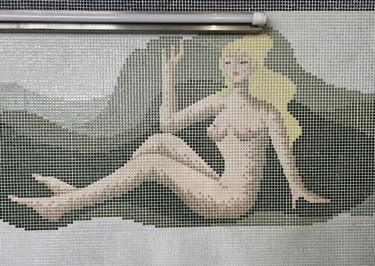 戸桝有馬 tweet media