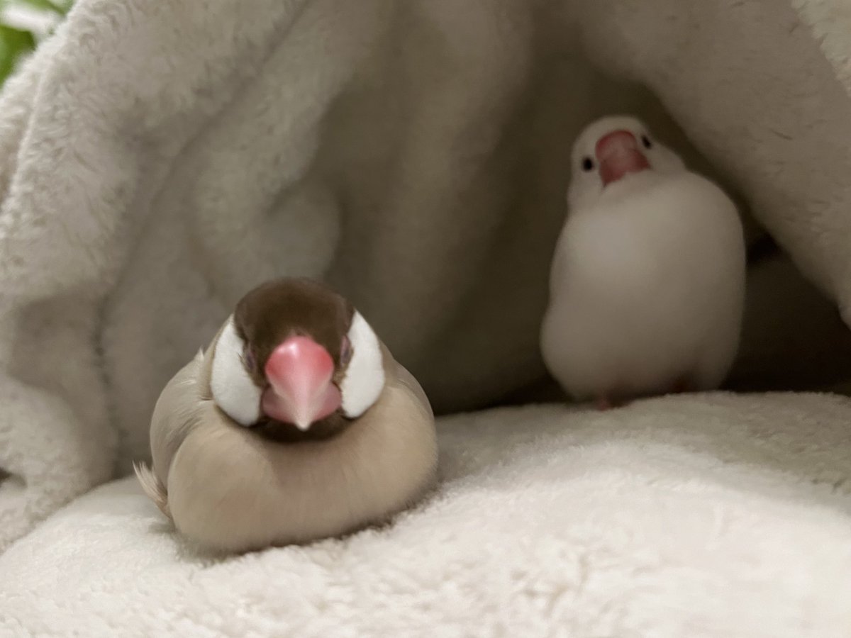 たかはら tweet media