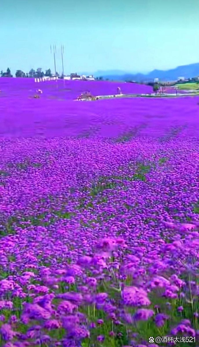 Bonk Foundation tweet media