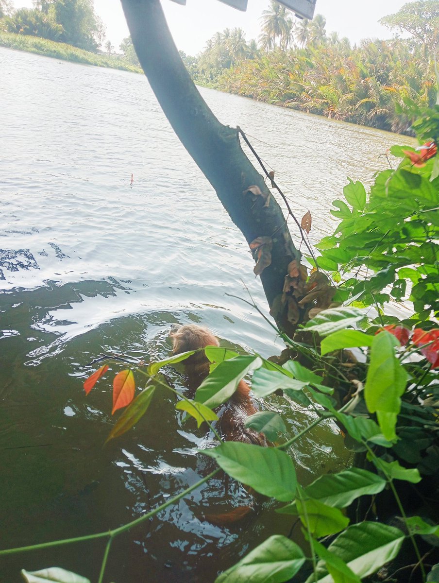 หมาน้ำ!!แก่แล้วก็ยังชอบเล่นน้ำ ตอนเด็กๆนะถ้ามันเห็นคนว่ายน้ำรีบหาทางลงว่ายตามมาทันที