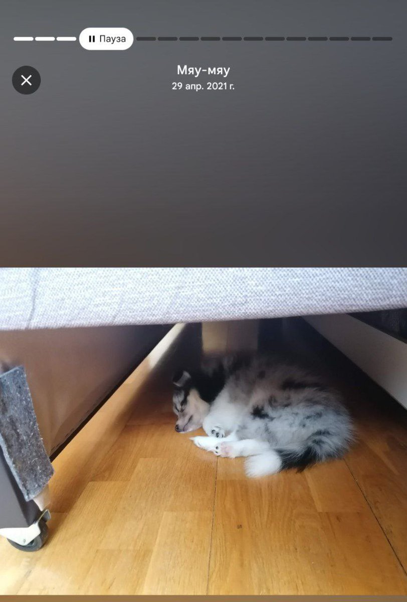 Собачьи радости (пёс да я) tweet media