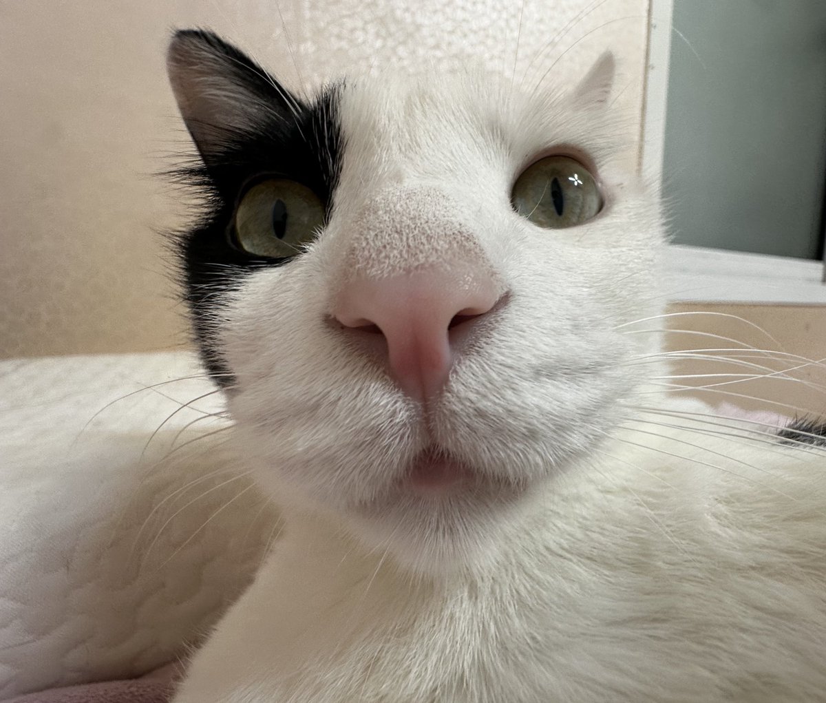 교수님 따까리 tweet media