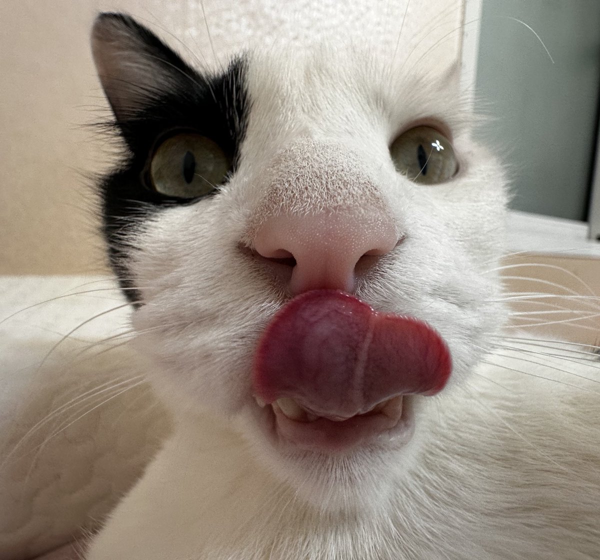 교수님 따까리 tweet media