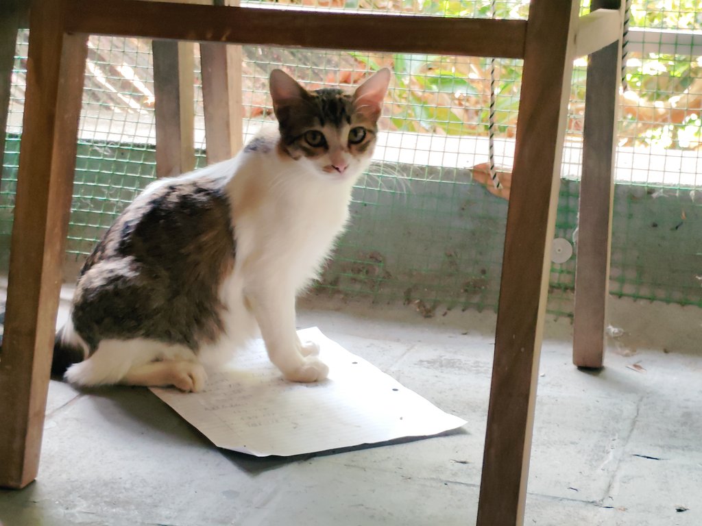 Jorts' Fairy Godmother tweet media