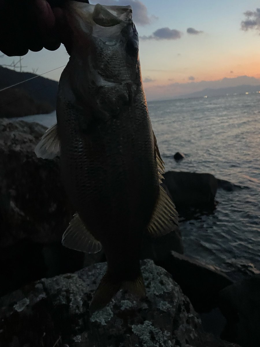 #騎士 crazy bass fishing tweet media