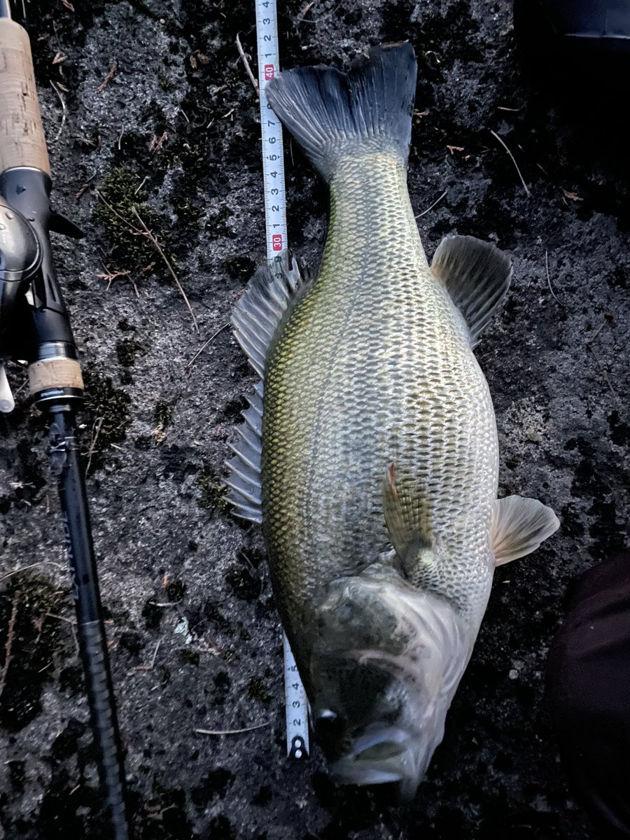 #騎士 crazy bass fishing tweet media