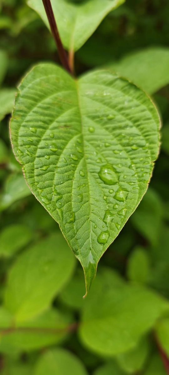 Karen Melanson tweet media