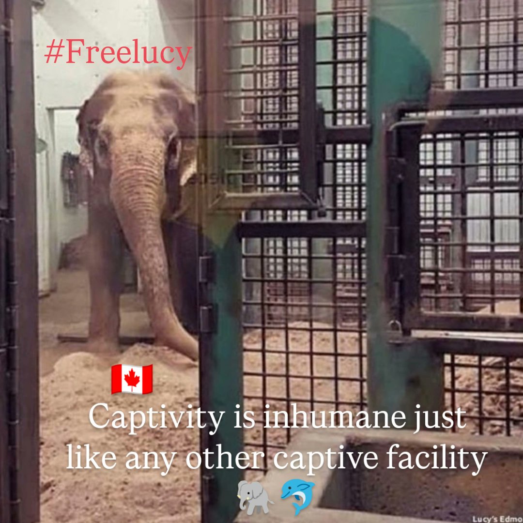 #Freelucy We did very wrong putting such  beings in these places #lucy is suffering. Every single person that visits this elephant is contributing to her suffering, only freedom could constitute forgiveness. #Freelucy Edmonton valley zoo. <a href="/MarkJCarney/">Mark Carney</a>