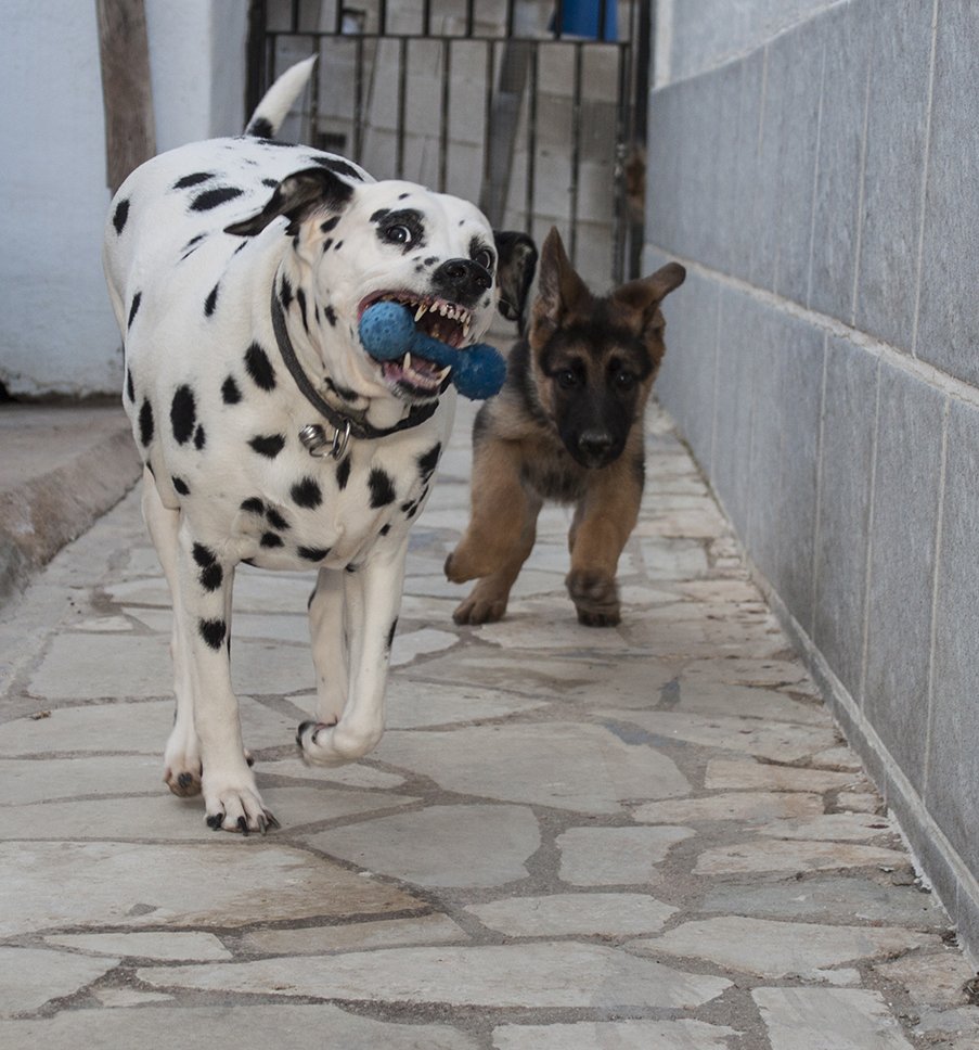 k9ghostsniper tweet media