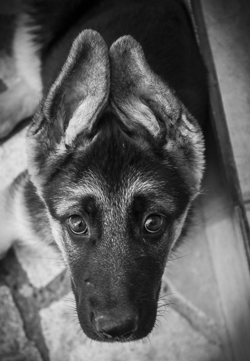 k9ghostsniper tweet media