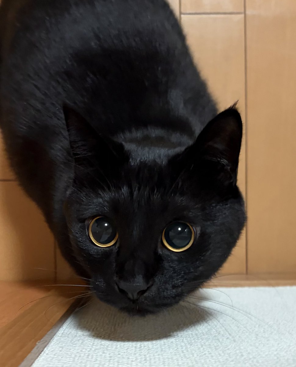 うに3才 tweet media