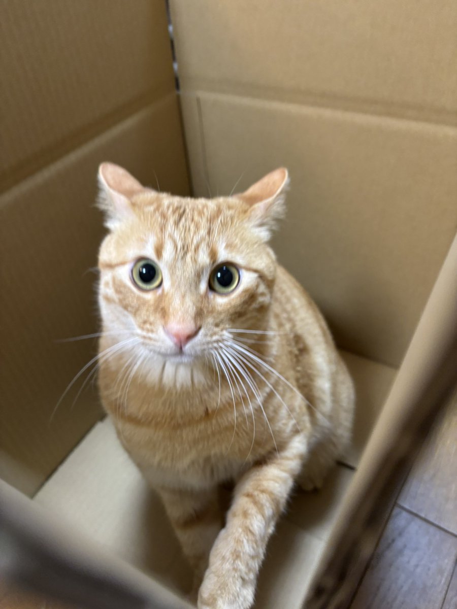 樋口達也 tweet media