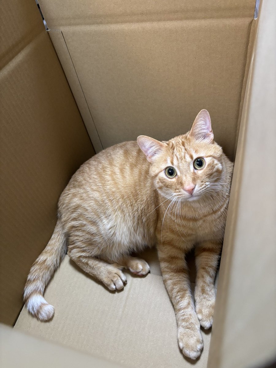 樋口達也 tweet media