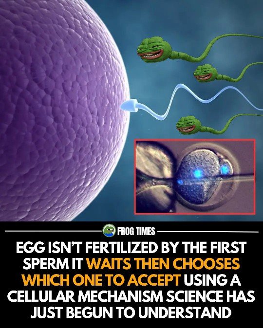 FullTimeTurtle tweet media