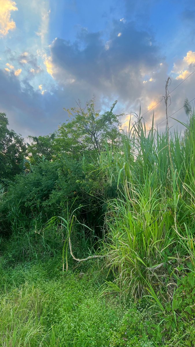 ☆꧁༒𝕮𝖆𝖎𝖓𝖙𝖆 𝕿𝖗𝖎𝖕𝖕𝖊𝖗༒꧂☆ tweet media