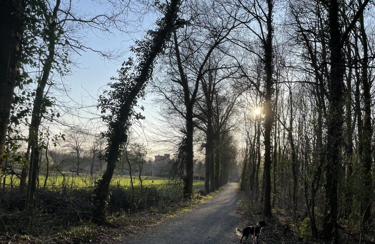 Ingepalmd's tweet photo. Wijer, 19/3, 17u31

#vrtweer #engelsespringerspaniel #avondzon #kasteelhoeve #altijdlimburg #geenfilter https://t.co/sJ6W6ayX7E