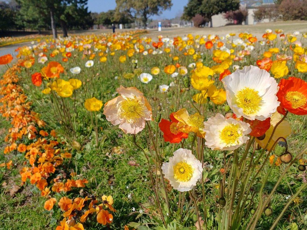 海の中道海浜公園 tweet media