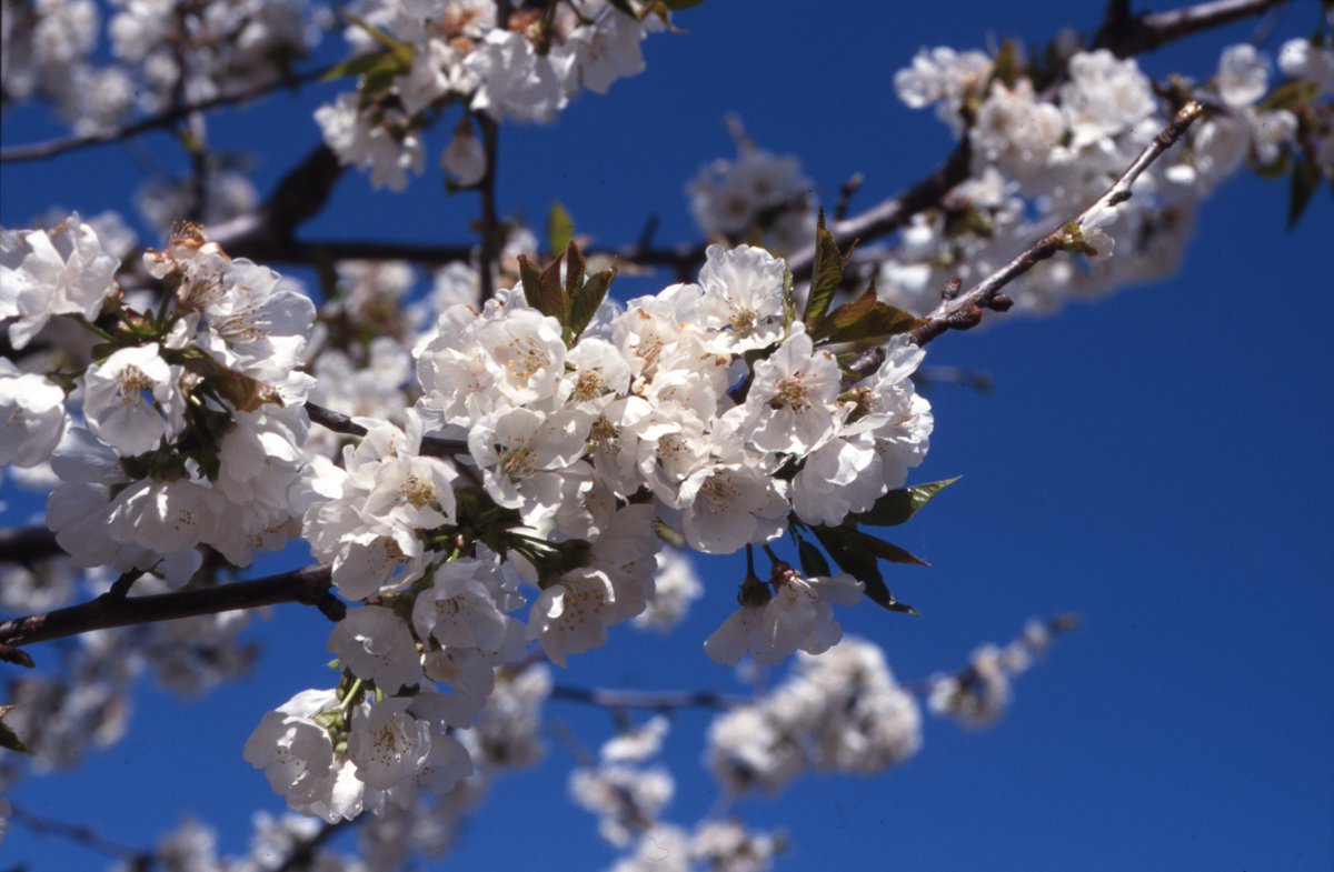 Spain in Belgium & Luxembourg tweet media