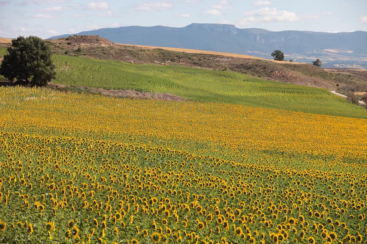 Spain in Belgium & Luxembourg tweet media
