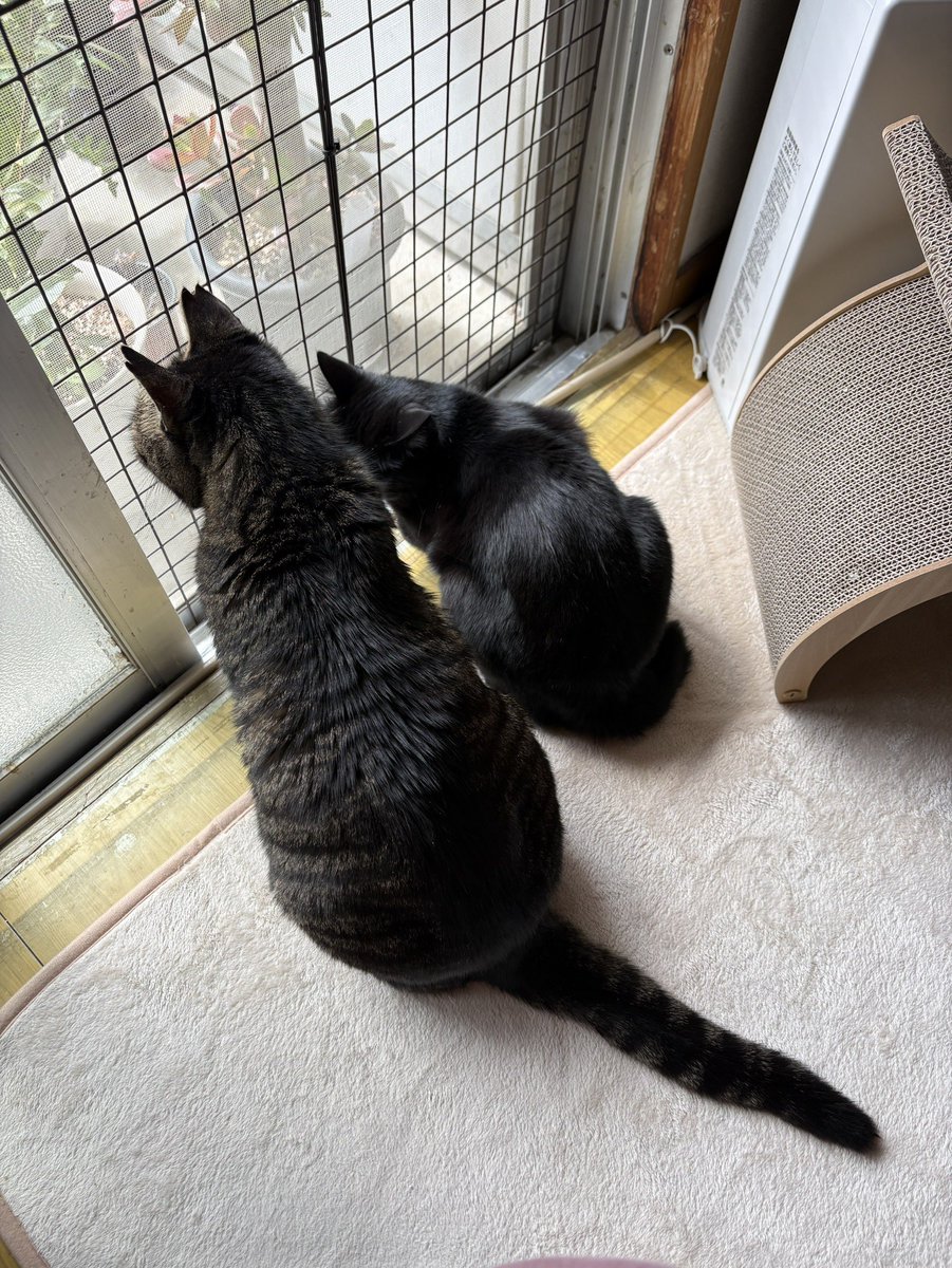 朝の空気を吸うときにしか隣に並ばないふたり