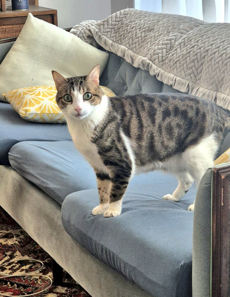 טוקסופלסמה גונדי (את/היא) tweet media