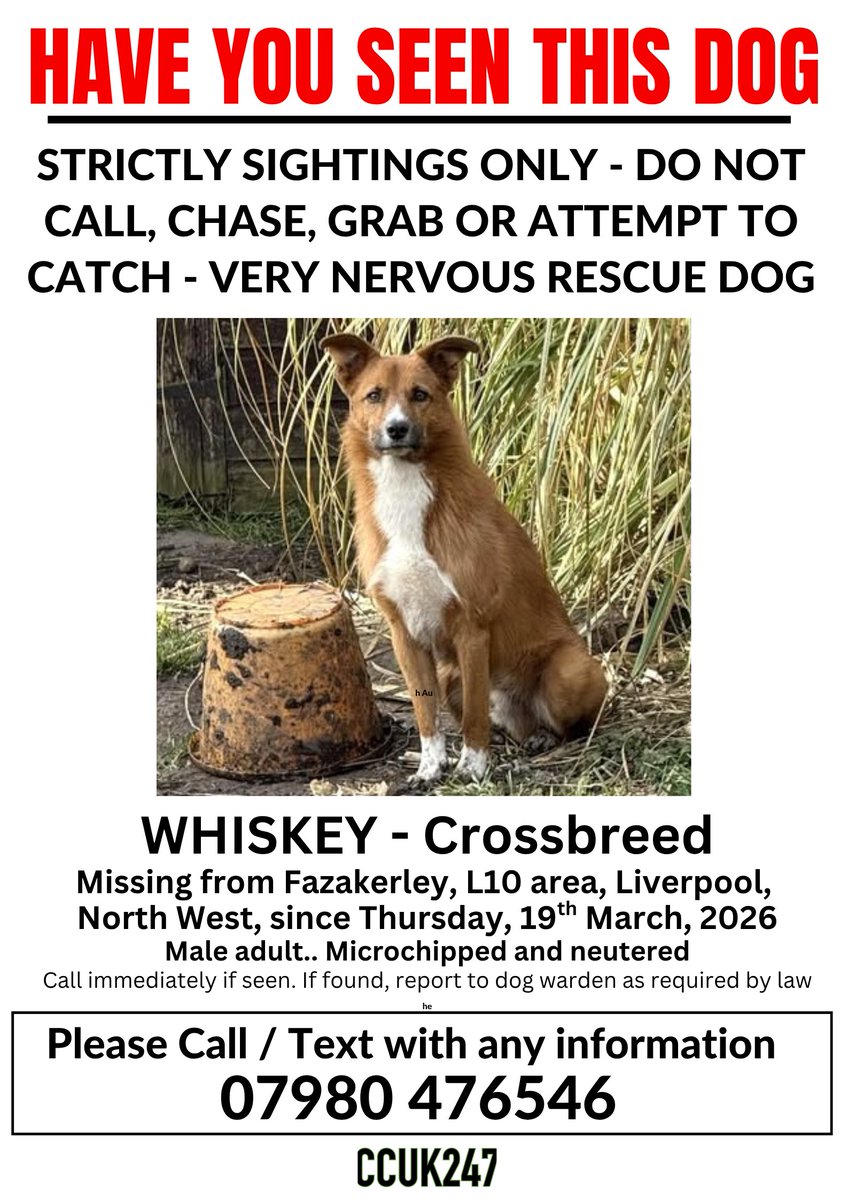 CCUK247's tweet photo. STRICTLY SIGHTINGS ONLY - VERY NERVOUS RESCUE DOG- DO NOT CALL, CHASE, GRAB OR ATTEMPT TO CATCH.
#WHISKEY IS #MISSING FROM #FAZAKERLEY, L10 AREA, #LIVERPOOL, NORTH WEST, SINCE THURSDAY, 19th MARCH, 2026 https://t.co/VrSb6dtrF8 https://t.co/4spKJI7d3P