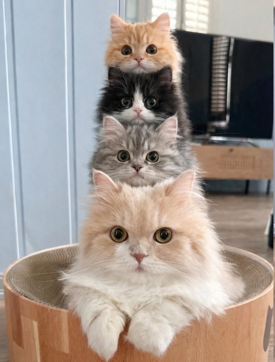 Cat 🐈 (@cutecatsmagic) on Twitter photo 