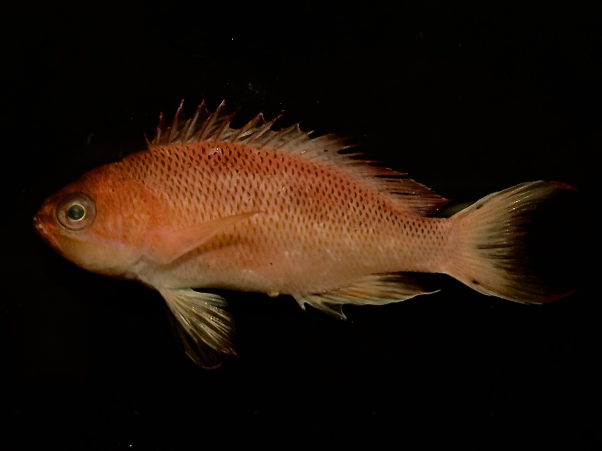 デストロイ=ハカイ tweet media