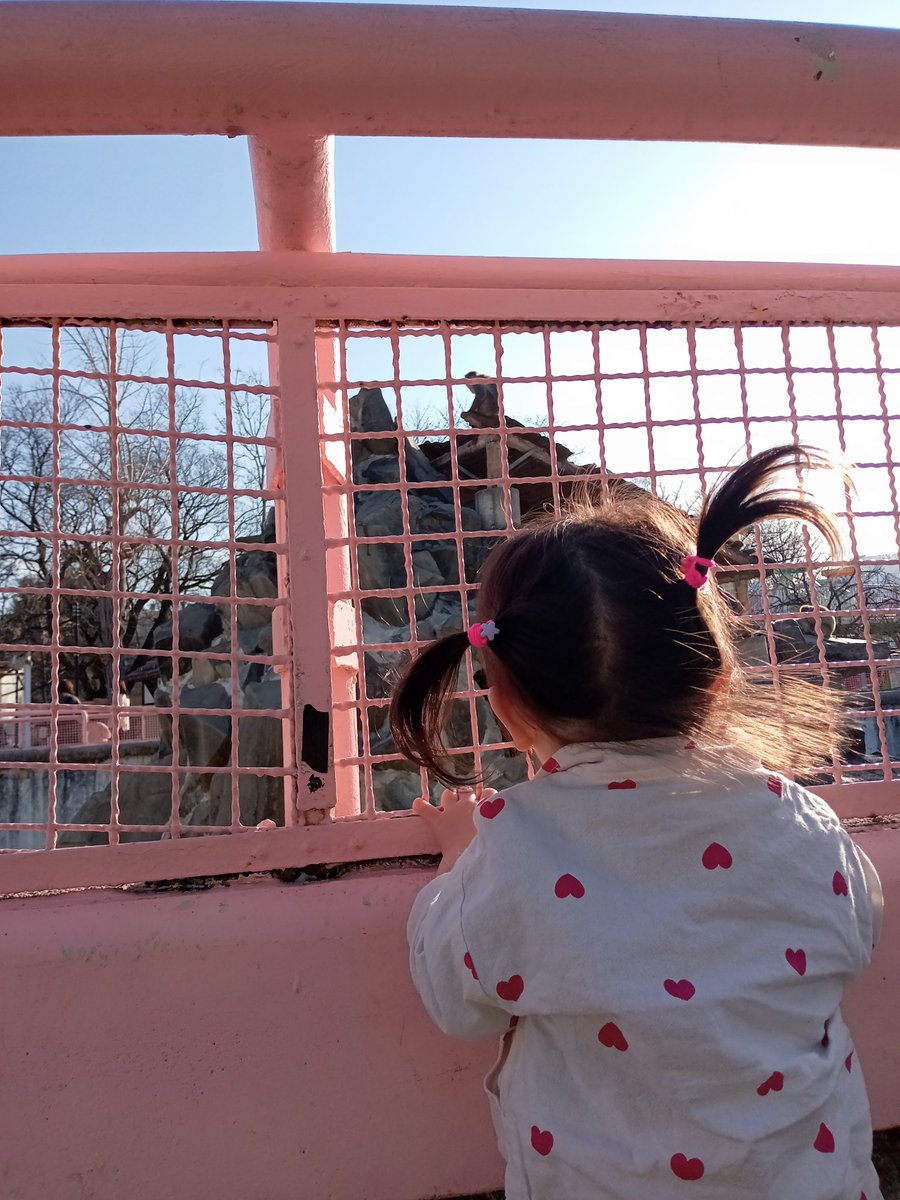 9yntr's tweet photo. しらゆきさんのところ離脱した後は娘さんのために動物園へ🐒 猿とアシカに大興奮してて楽しんでもらえてよかったです😊 https://t.co/KLtk8xlqK7