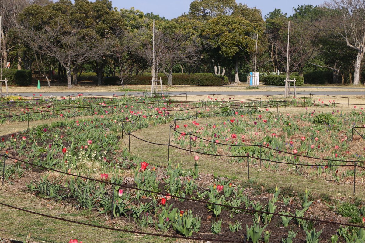 海の中道海浜公園 tweet media
