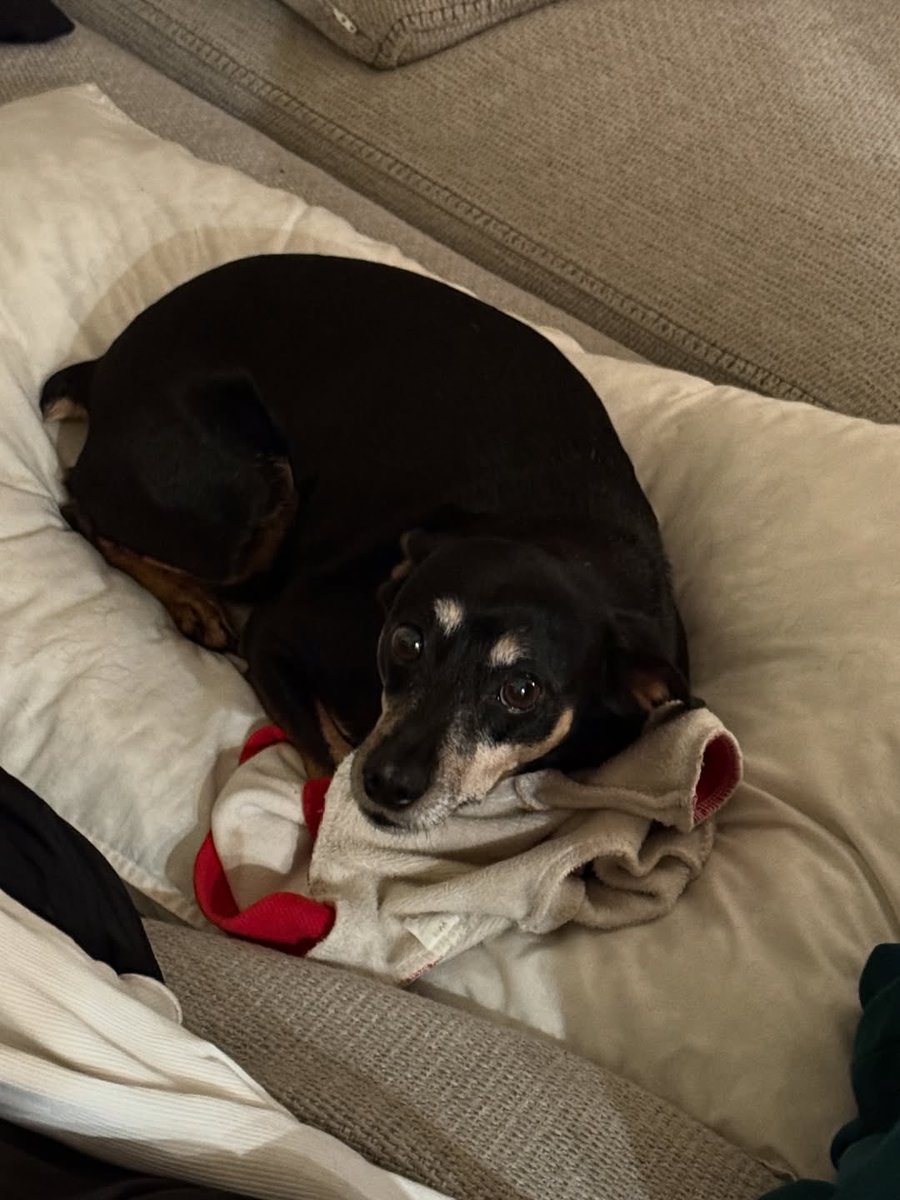 ⋆˚࿔ miso 𝜗𝜚˚⋆|| #1 winterfall enthusiast tweet media