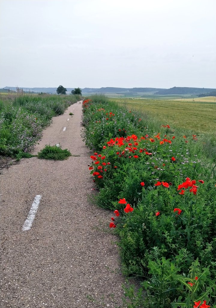 𝘓𝘦𝘰𝘯𝘰𝘳 #dolorcronico, #apoyomutuo 📚🫂 tweet media