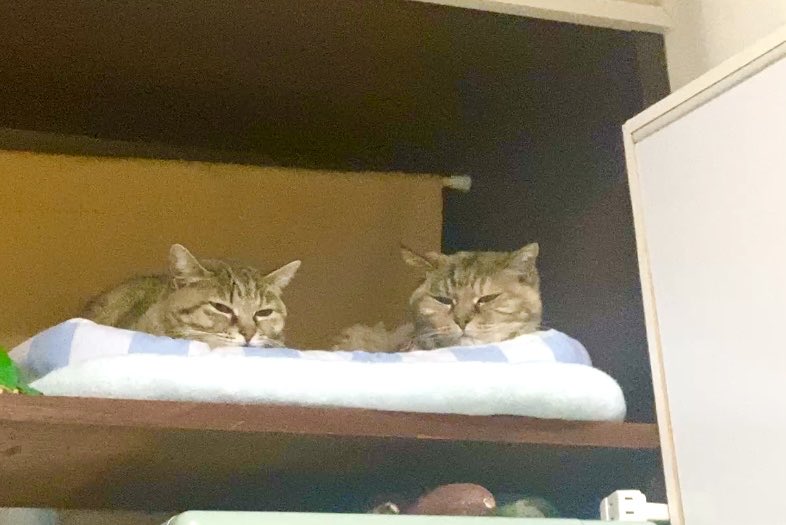 猫ッチョファミリー (@nekosta777) / Posts / X