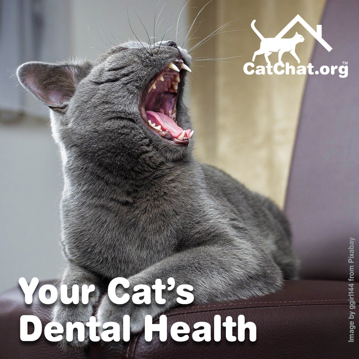 Cat Chat tweet media