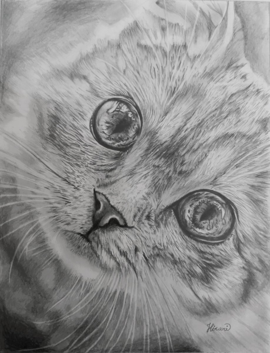 ひらり✨ tweet media