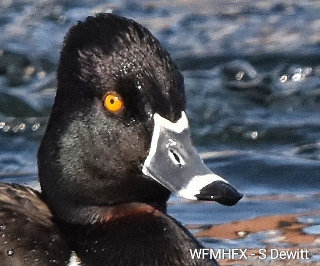 WaterfrontMdaHfx tweet media