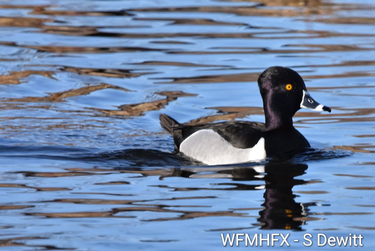 WaterfrontMdaHfx tweet media