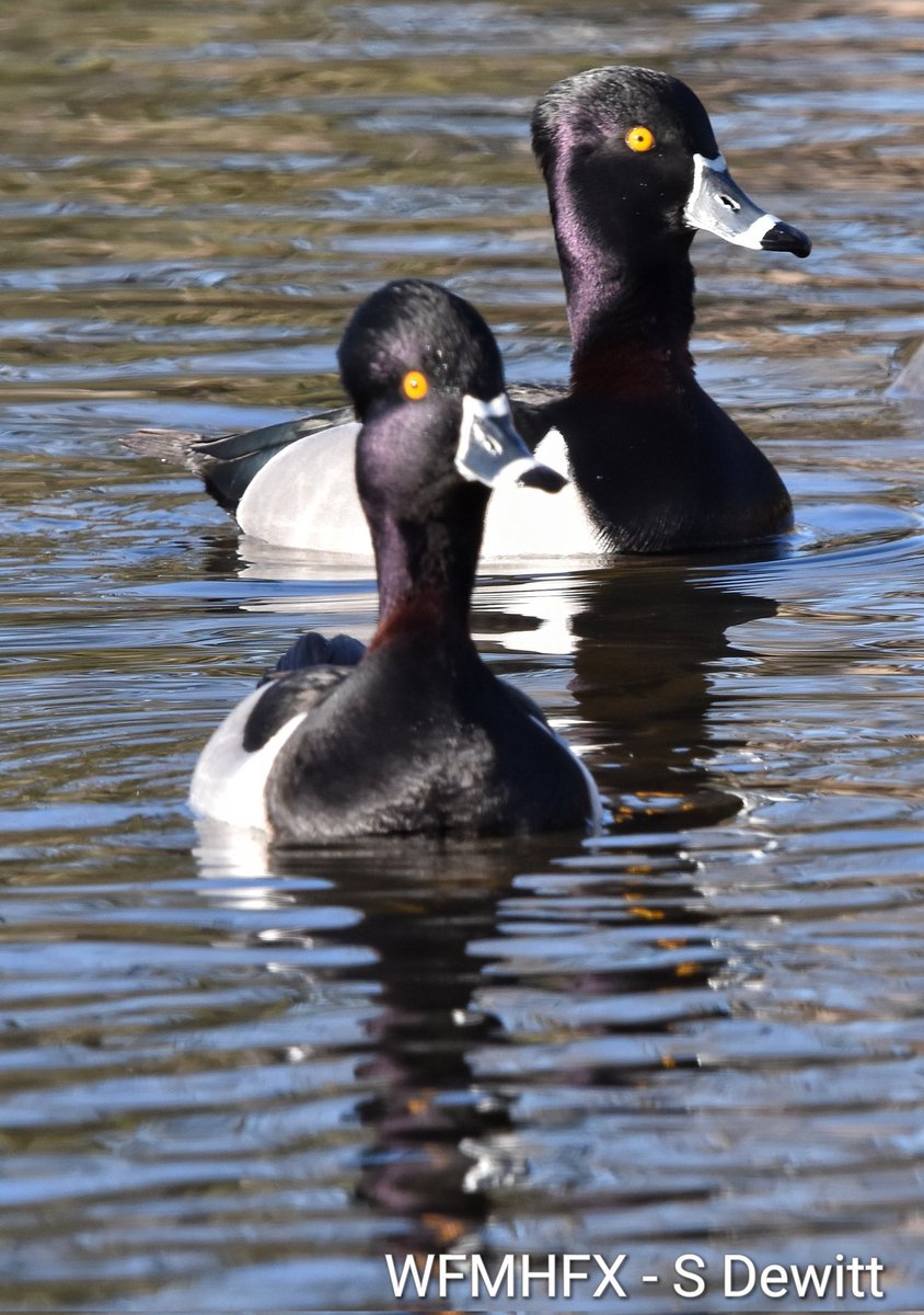 WaterfrontMdaHfx tweet media