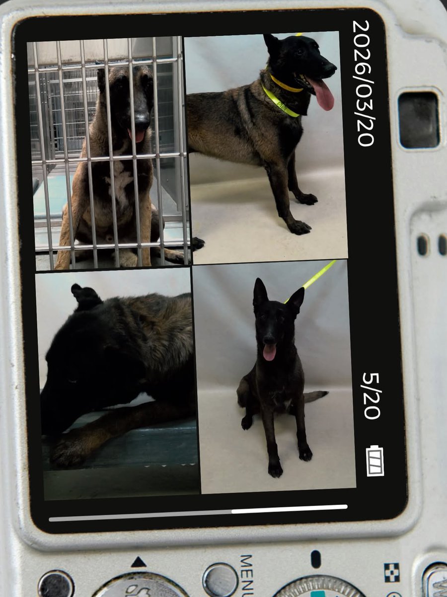 Foster a shelterpet at ZERO COST🐾 tweet media