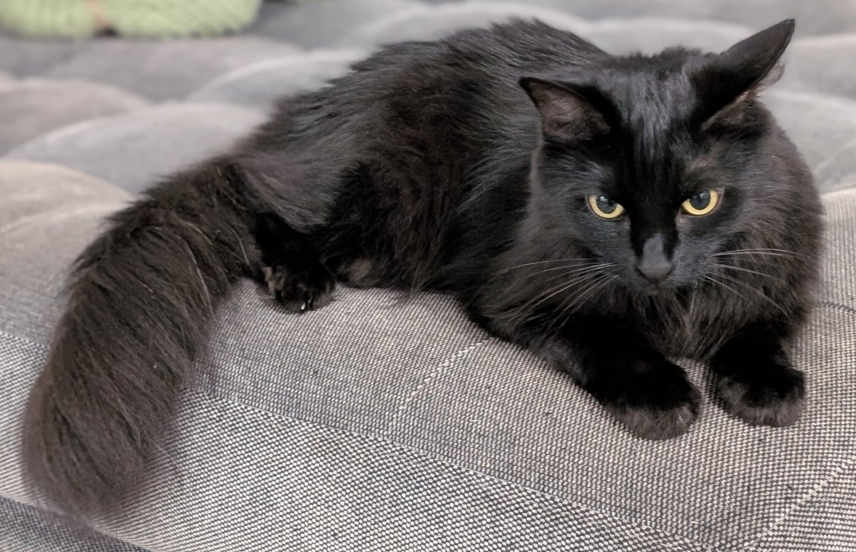 黒猫のベアモアと飼い主🇦🇺 tweet media