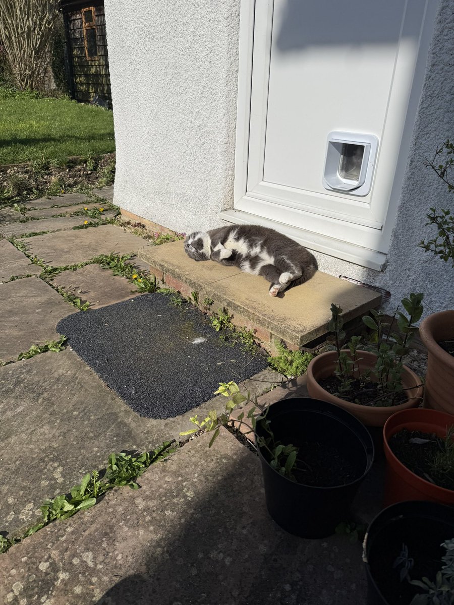 _KittyKat29's tweet photo. The look of a happy cat enjoying the sun https://t.co/8ZVVULZa5E