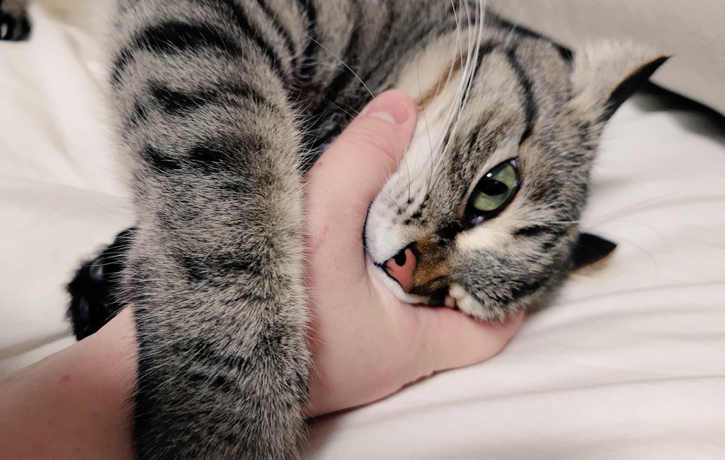 ゴロー🐾 tweet media