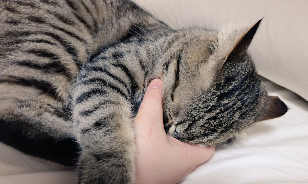 ゴロー🐾 tweet media