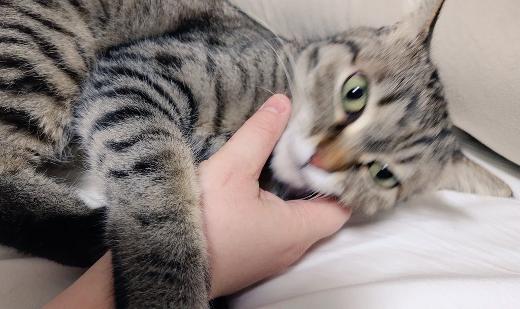 ゴロー🐾 tweet media