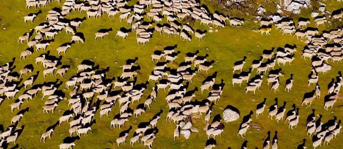 Cooperativas Agroalimentarias de Aragón tweet media