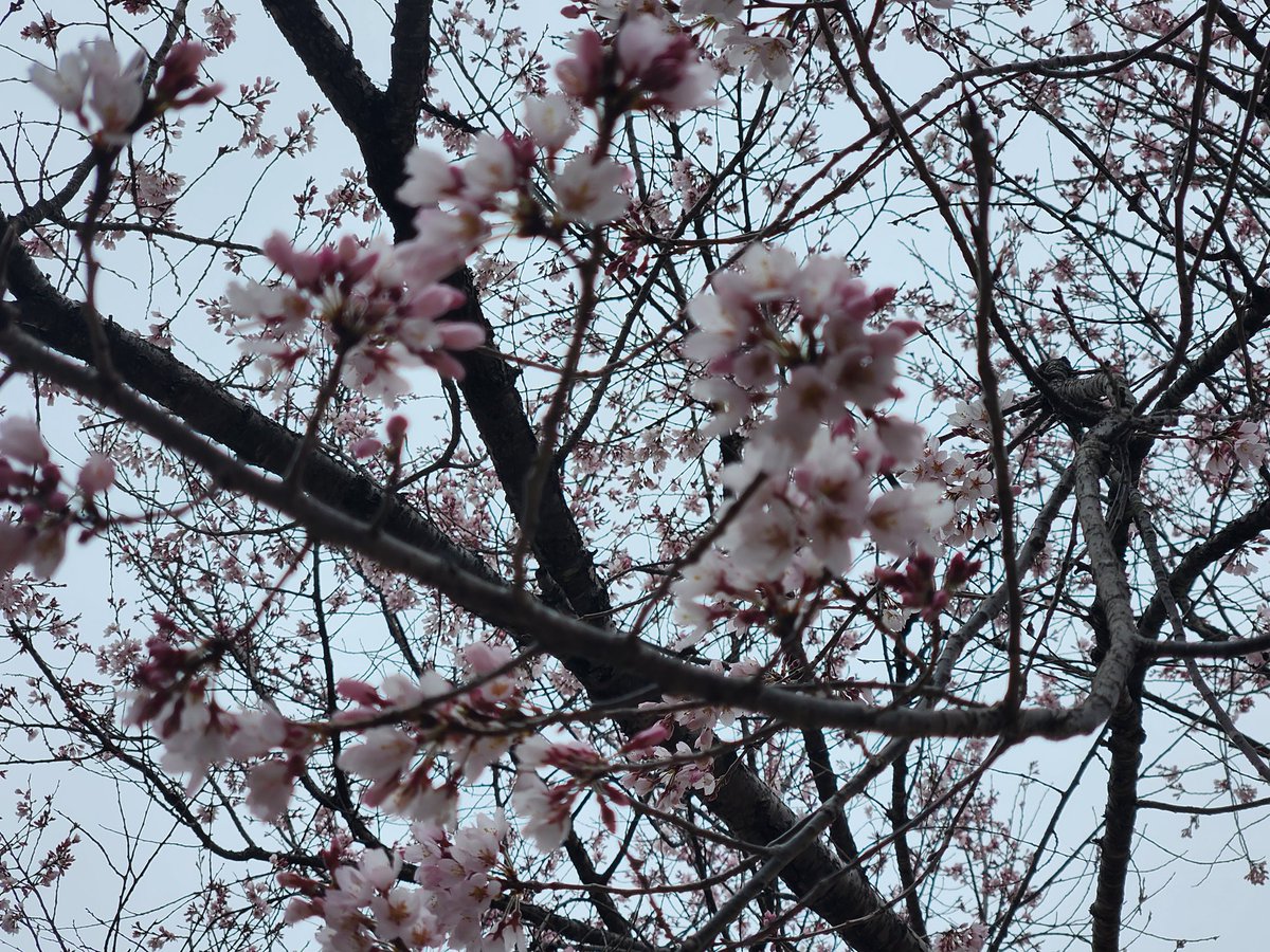 TKMRPN's tweet photo. 桜や杏の花が咲き始めました
今日は寒い1日でしたが、春はもうすぐそこですね🌸 https://t.co/mtDMIUvpTN