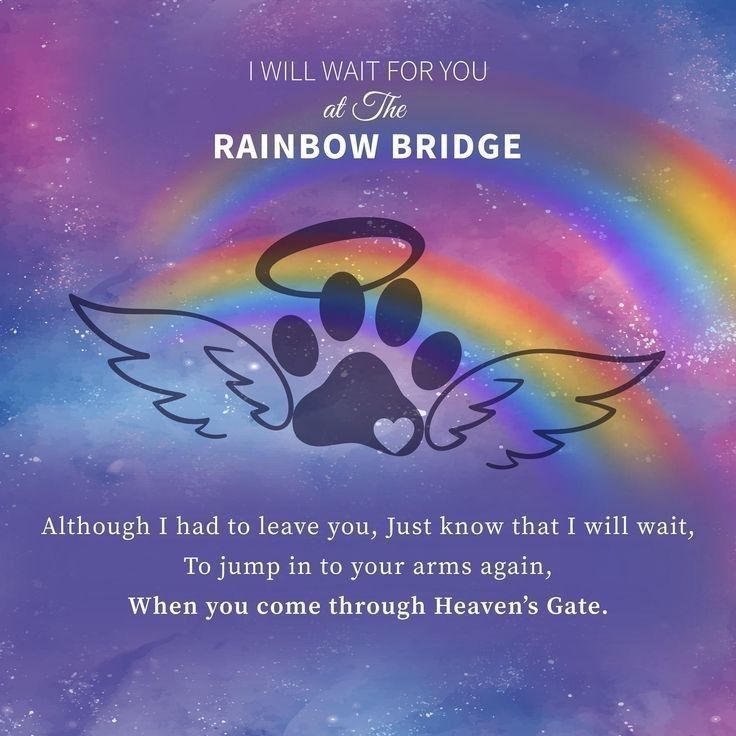 Olly the Cat, Monarch of The Moglets. RIP Maximus. tweet media