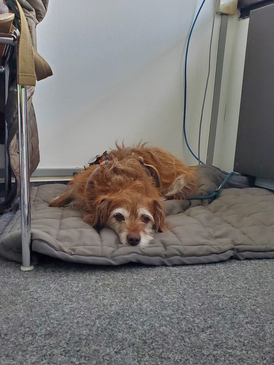 Lilo-Ministerin für Nasenarbeit &🌈Pauli & 🌈Happy tweet media