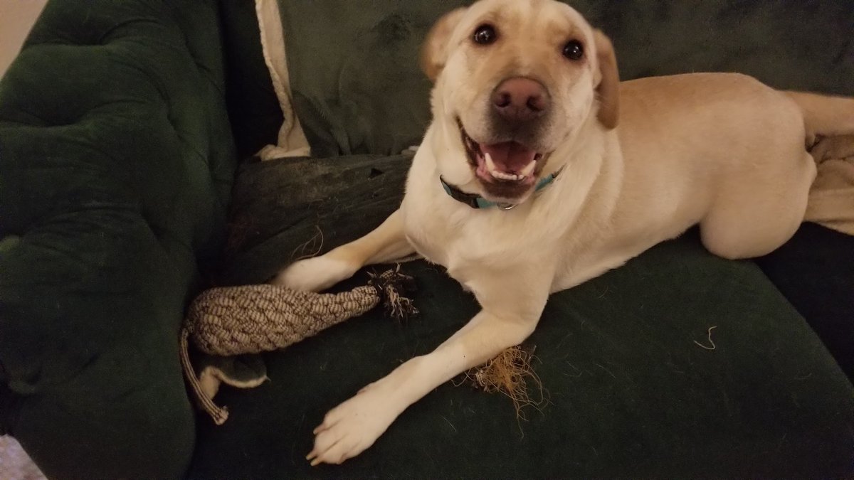 Lincoln💙🐶(Reagan🩷🐶 Kennedy 🩷🐶&🐱's) tweet media