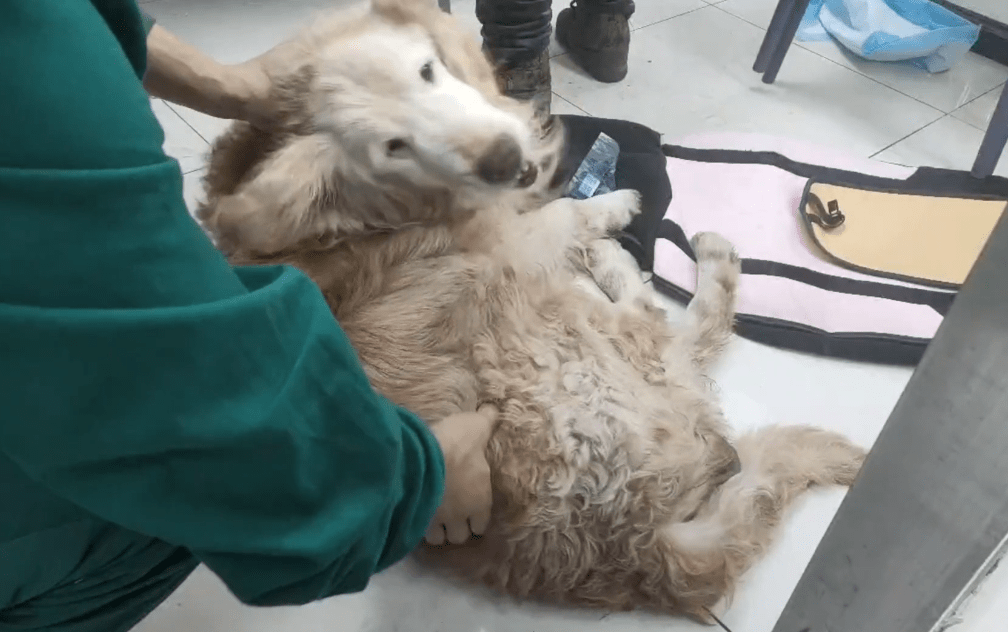 vanda bailey heine tweet media